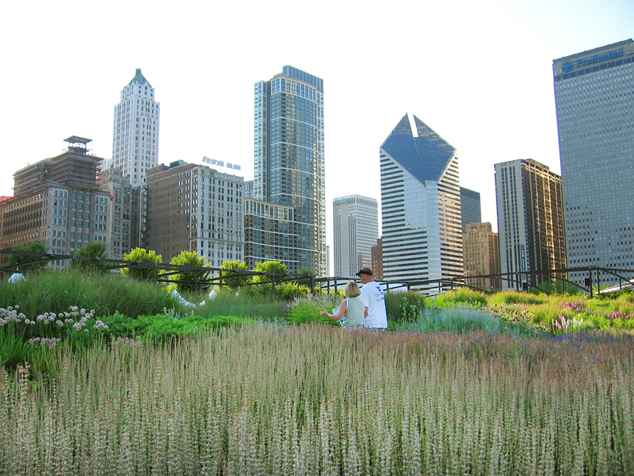 garden surrounded by silver skyscrapers