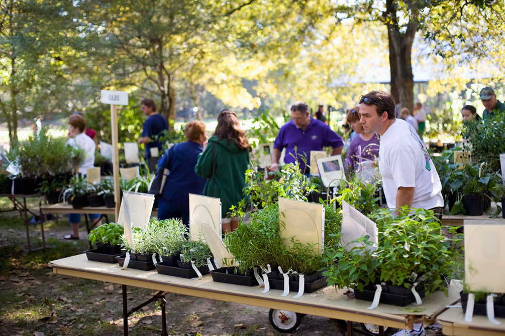 lsu hilltop arboretum plant sale