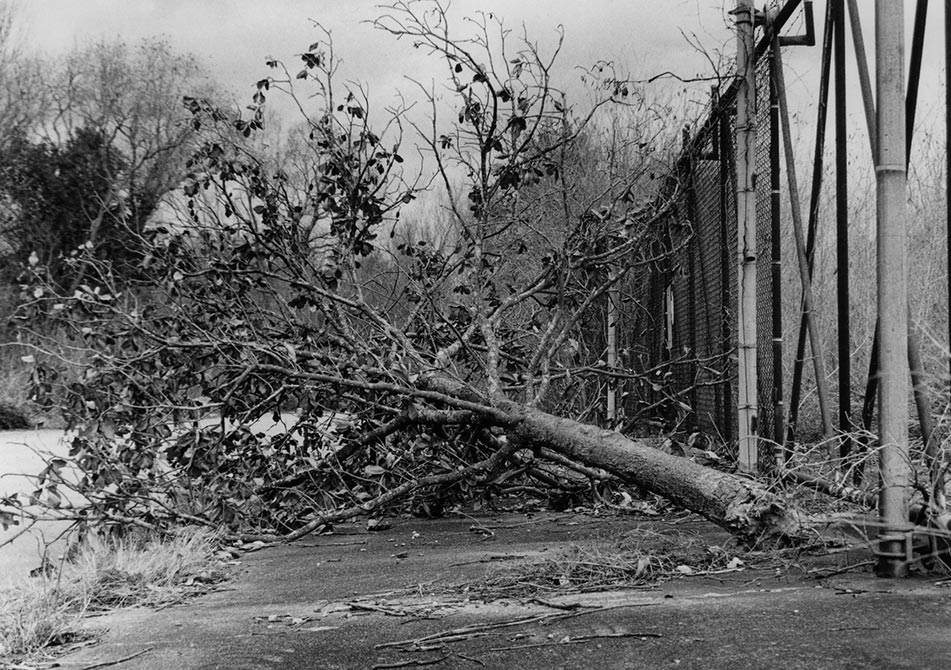 Fallen tree, lsu intermediate photography