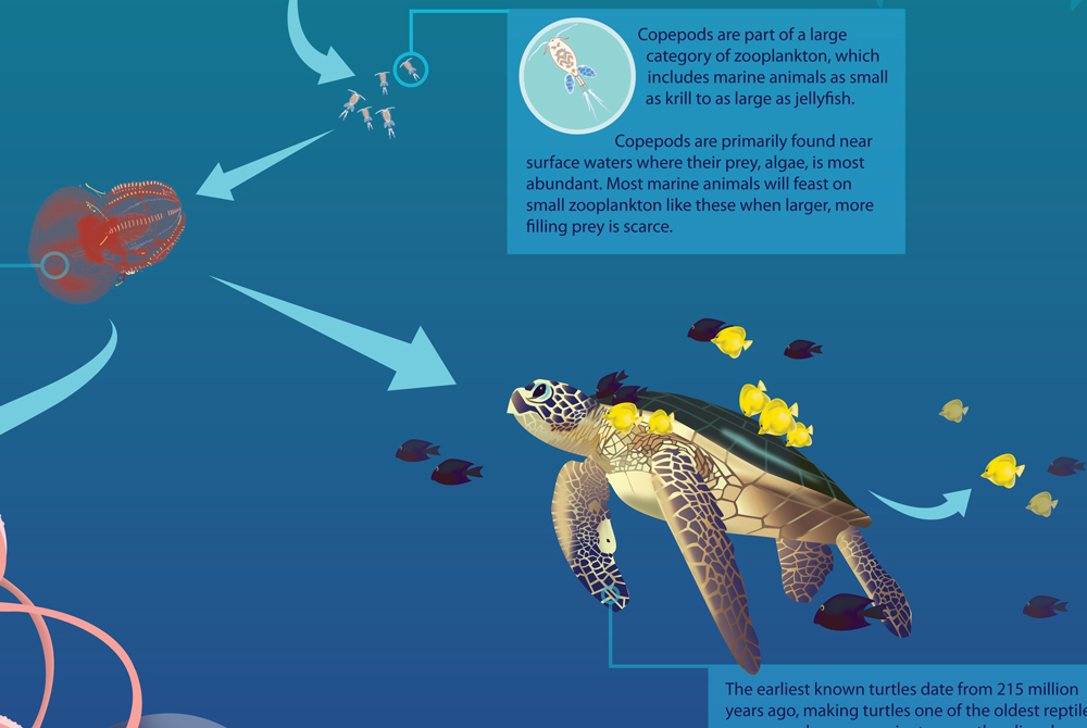 Copepods infographic with sea turtle, LSU BFA Studio Art Graphic Design