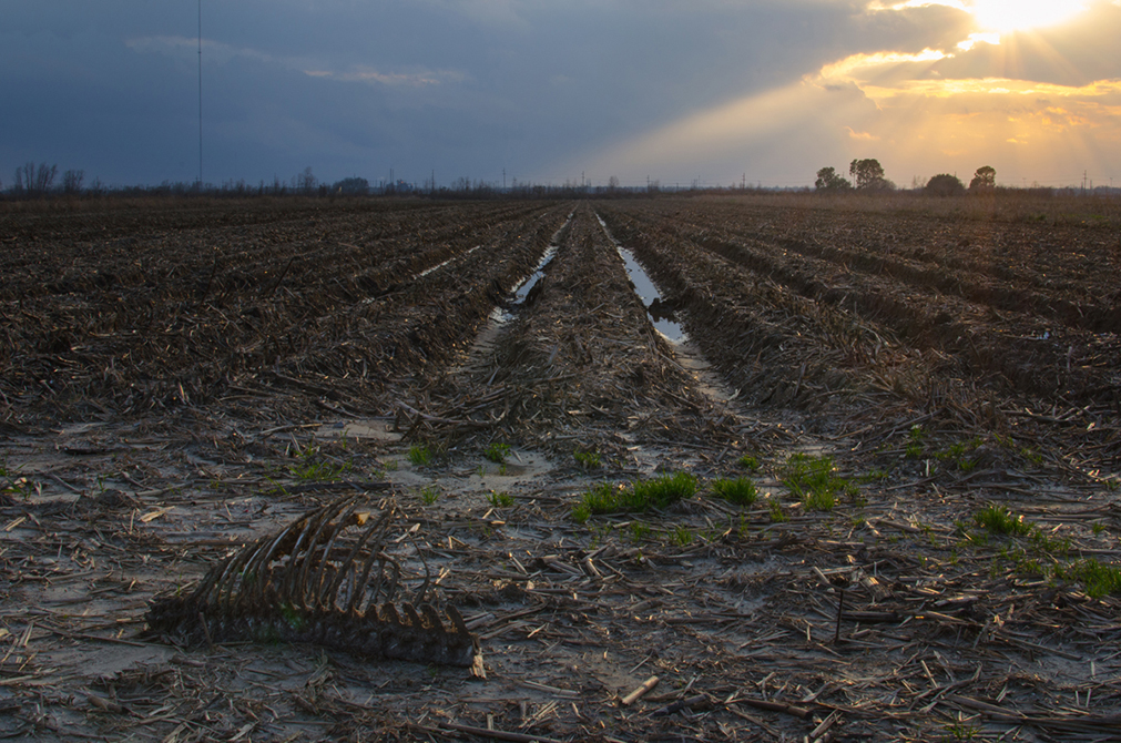 photo of field with straw, crop rows.LSU BFA Studio Art Photography