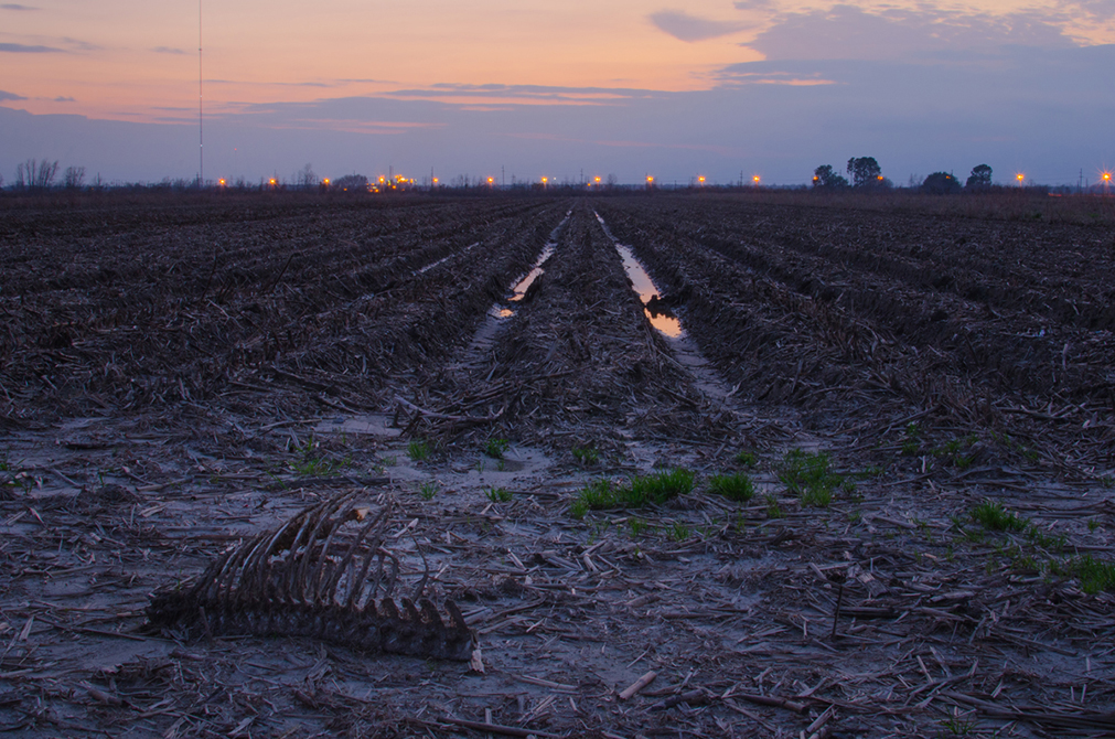 Field at sunset, with peach and lavender sky.LSU BFA Studio Art Photography