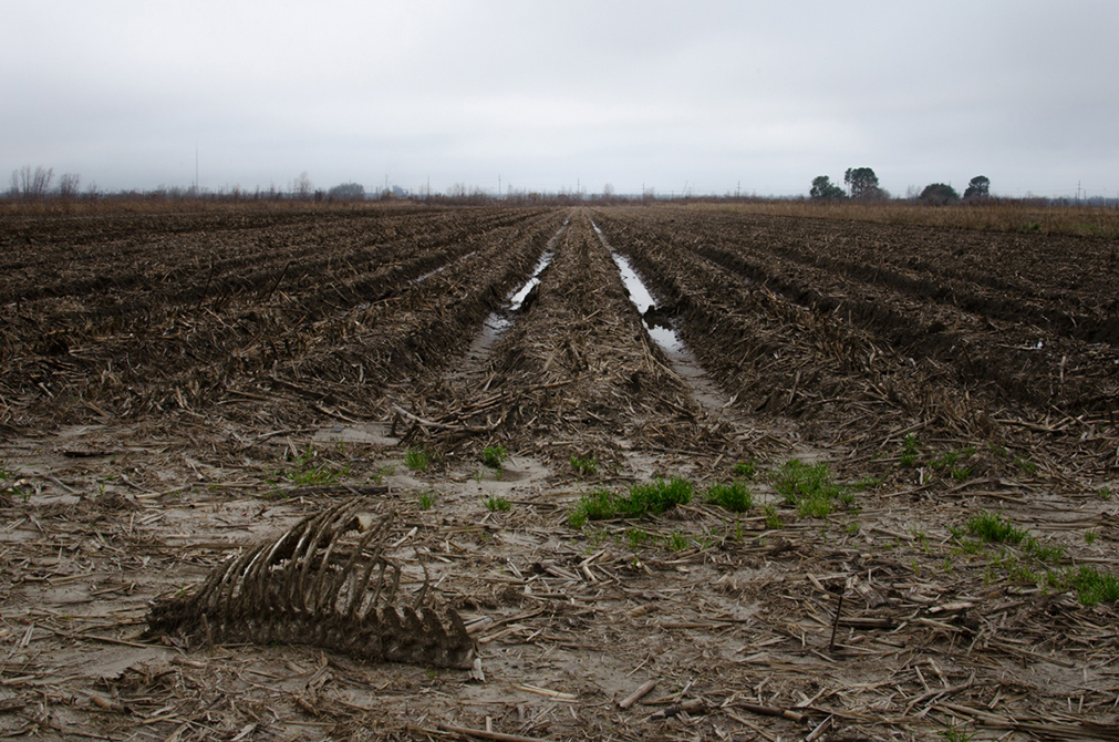 Empty field, LSU BFA Studio Art Photography