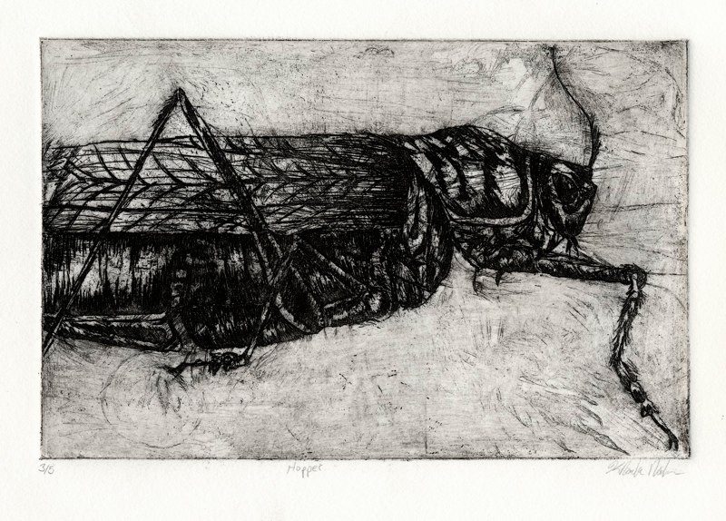 Insect, LSU BFA Studio Art Printmaking