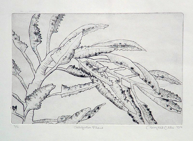 Drawing of alligator plant, LSU BFA Studio Art Printmaking