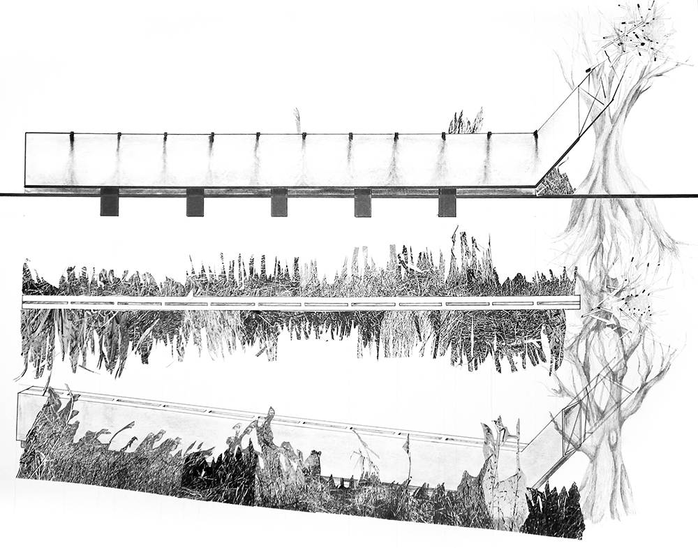 longitudinal sections of vessel (Turtle Cove, LA)