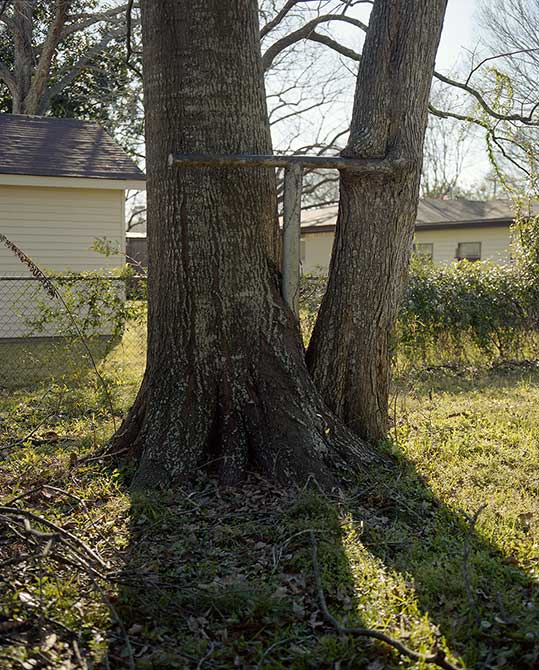 tree in backyard.lsu photography student work