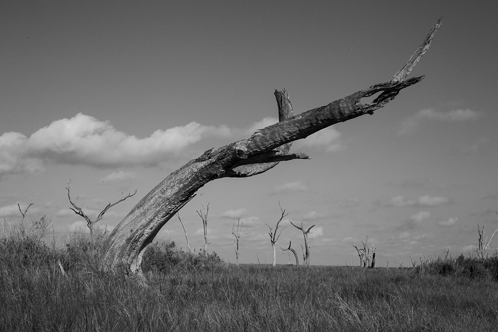 Black and white photo of grass, wood.Sarah Hamilton, Keepers of the Coast