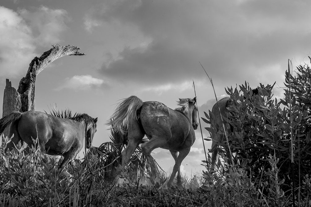 Black and white photo of horse.Sarah Hamilton, Keepers of the Coast