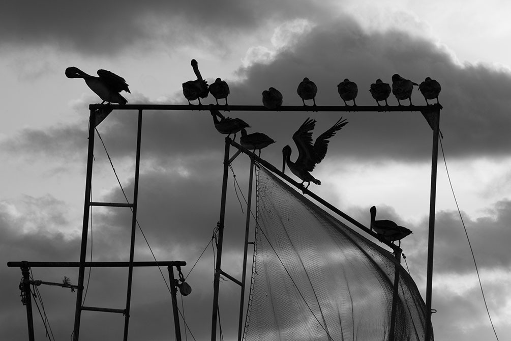 Black and white photo of birds on bar.Sarah Hamilton, Keepers of the Coast