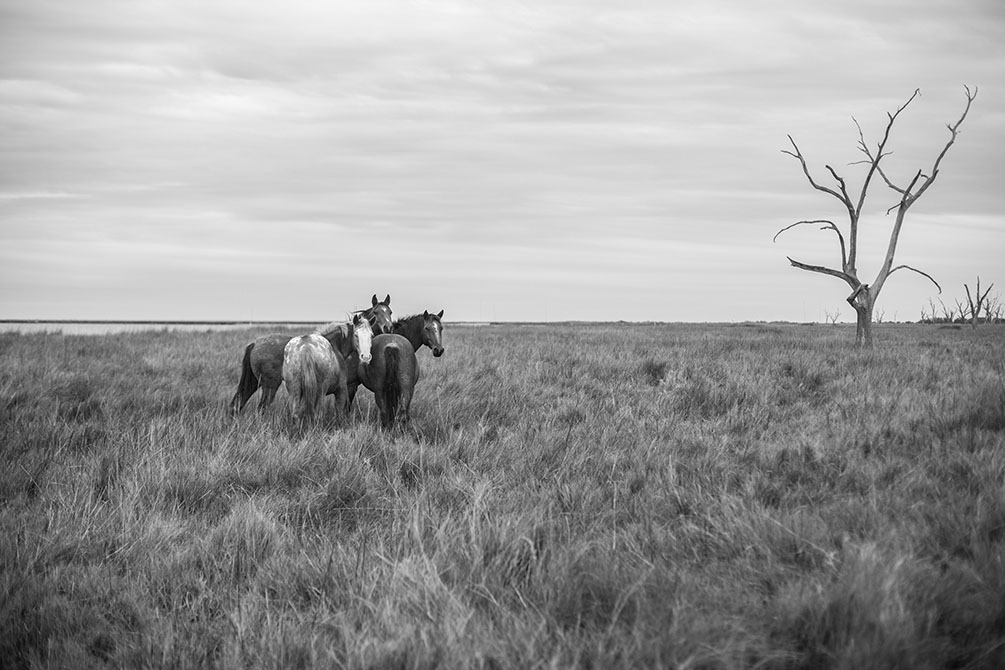 Black and white photo of horses in grass.Sarah Hamilton, Keepers of the Coast