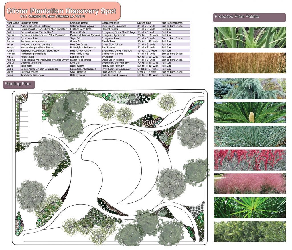 Olivier Plantation planting plan