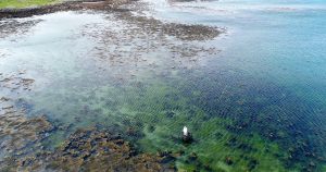 White figure in blue green sea