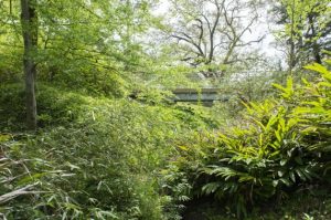 Photo of highway nearly hidden be green overgrowth