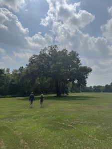 figures in field with large tree